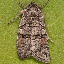 Sympistis ferrirena