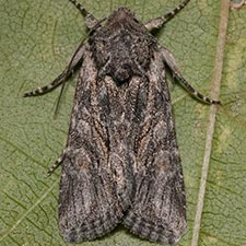 Lacinipolia sareta