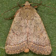 Homorthodes rectiflava