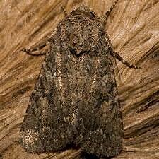 Trichopolia alfkenii
