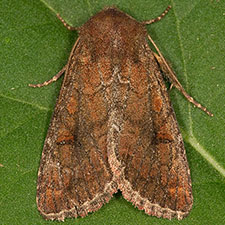Lophoceramica artega