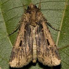 Feltia subterranea