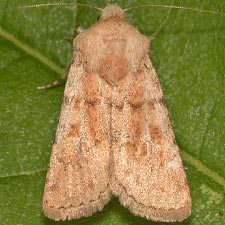 Euxoa misturata