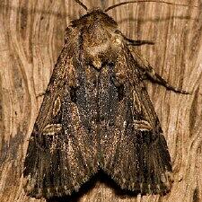 Dichagyris cataclivis