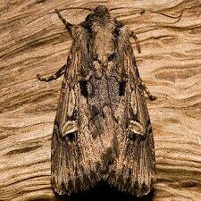 Dichagyris cataclivis