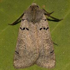 Richia chortalis