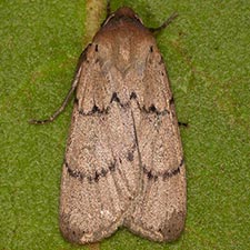 Dichagyris larga
