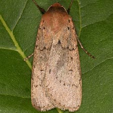 Dichagyris larga