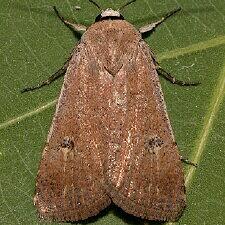 Anicla biformata