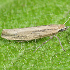 Ypsolopha unicipunctella