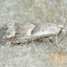 Epiblema cimarronensis