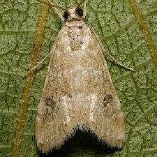 Hellula rogatalis