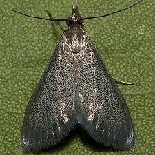 Pyrausta demantrialis