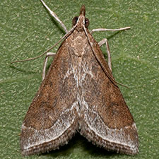 Pyrausta napaealis