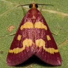 Pyrausta tyralis