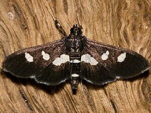 Desmia funeralis