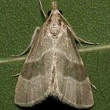 Anemosella viridalis