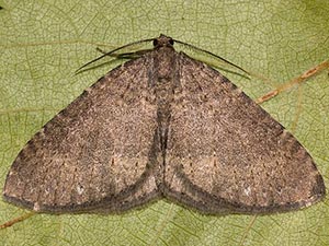 Monostoecha semipectinata