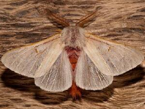 Hemileuca hualapai
