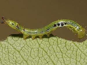 Elasmia packardii