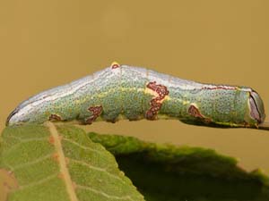 Cecrita incongrua
