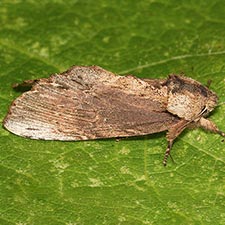 Oligocentria delicata