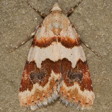Euaontia clarki