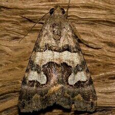 Bulia deducta