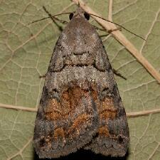 Bulia similaris