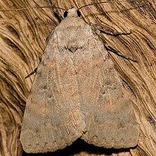 Drasteria inepta