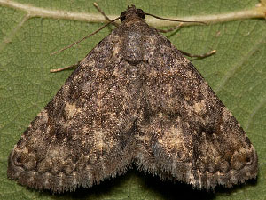 Toxonprucha strigalis