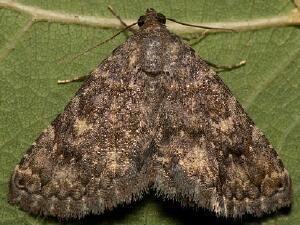 Toxonprucha clientis