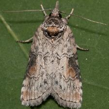Nycteola fletcheri