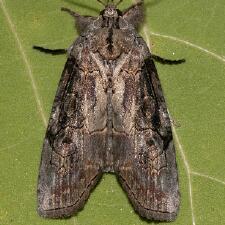 Iscadia aperta