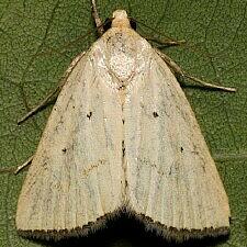 Marimatha tripuncta