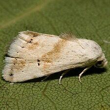 Eublemma minima