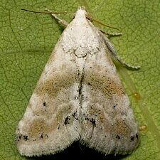 Eublemma minima