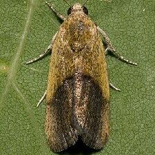 Ponometia bicolorata