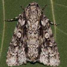 Acronicta liturata