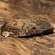 Magusa divaricata