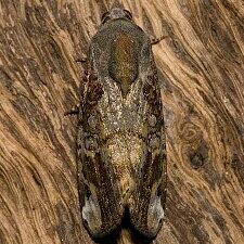Magusa divaricata
