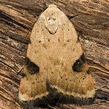 Micrathetis costiplaga