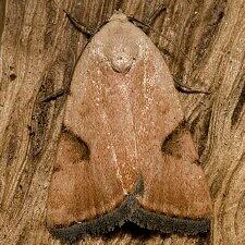 Micrathetis costiplaga