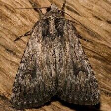 Caradrina beta