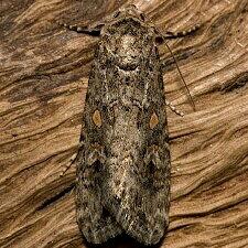 Spodoptera exigua