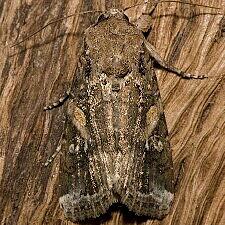 Spodoptera frugiperda