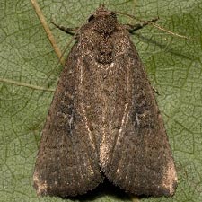 Condica charada