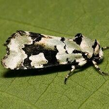 Emarginea percara
