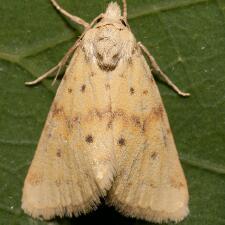 Azenia implora