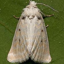 Lythrodes tripuncta